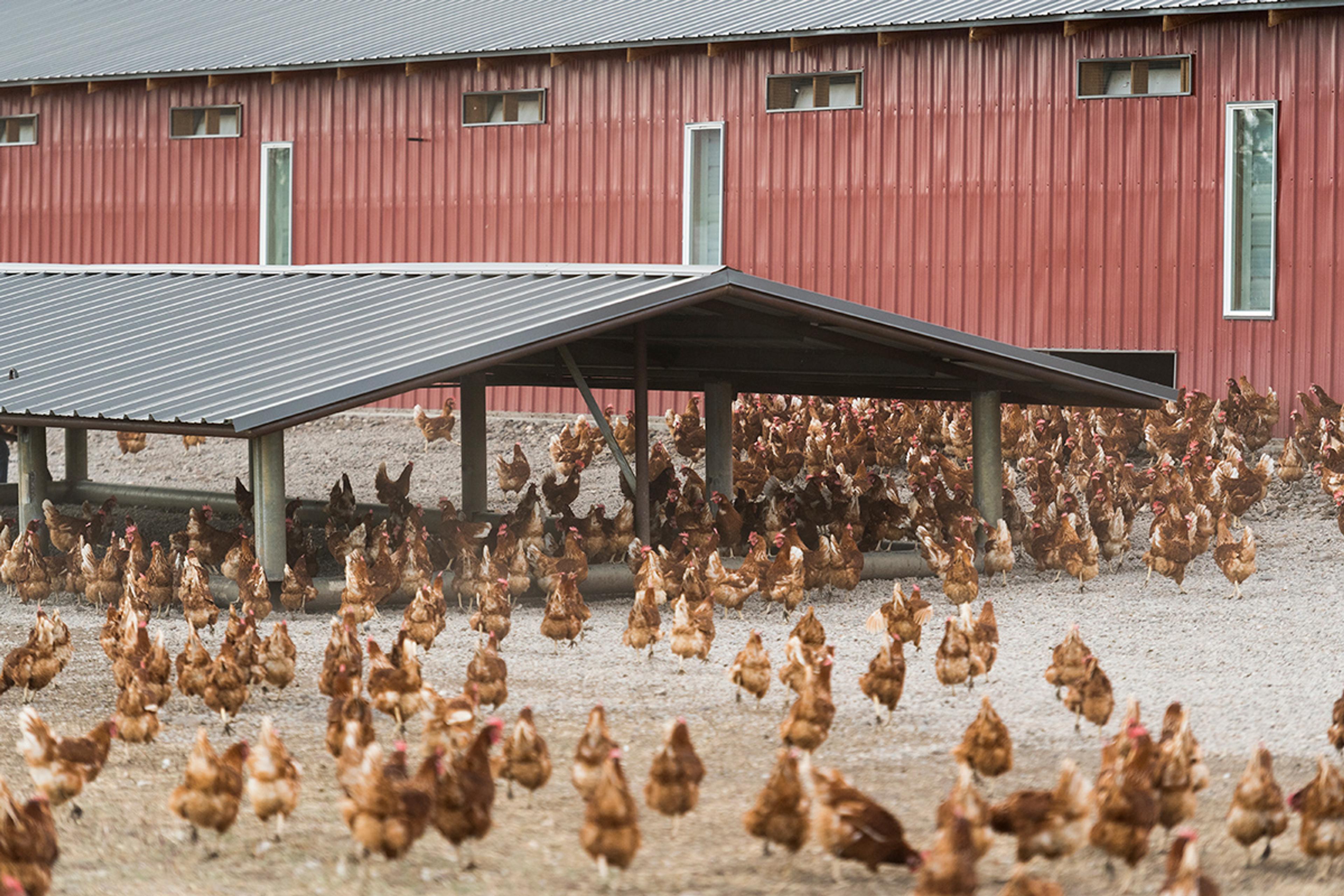 Healthy free-range laying hens